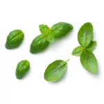 basilic-feuille-epice-pas-cher-discount-csj-emballages-zoom